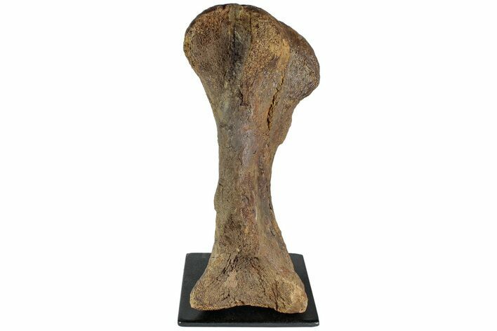 Triceratops Metatarsal with Metal Base - Wyoming #228175